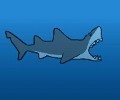Miami Shark