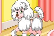 Poodle Grooming Contest