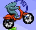 Shark Moto